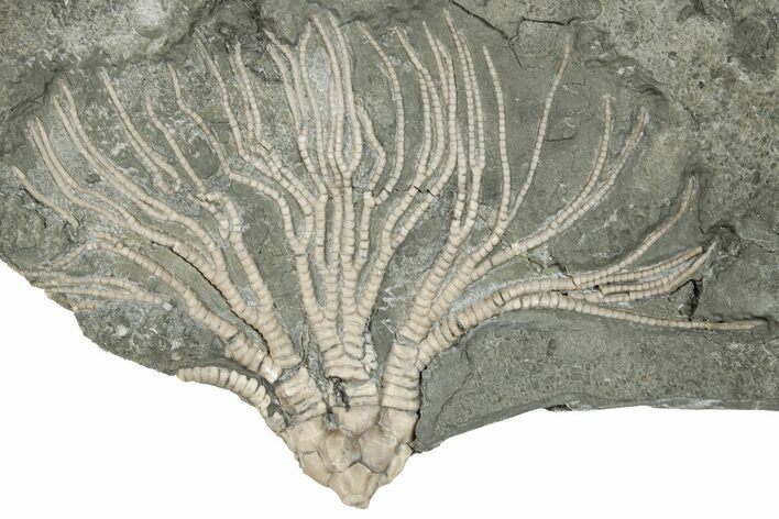 Ordovician Fossil Crinoid (Cupulocrinus) - Ontario #269877